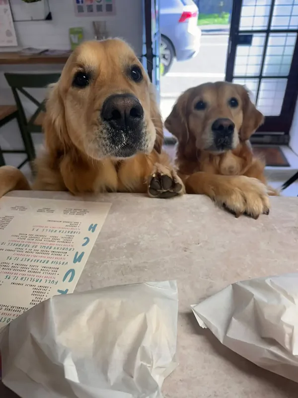 Two friendly Golden Retrievers sitting happily beside a wooden cafe table inside Calon